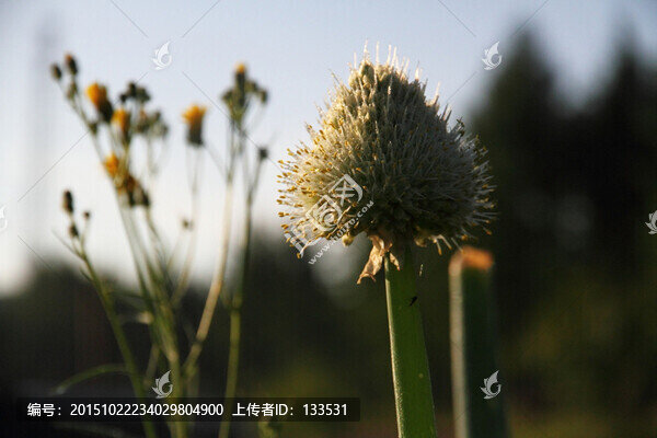 大蔥,大蔥花,特寫