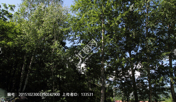 樹林
