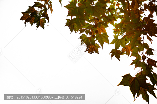 樹(shù)葉背景