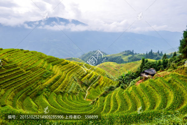 龍脊梯田