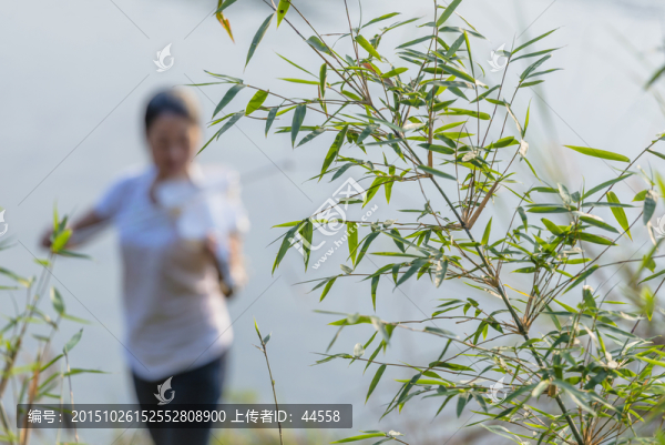 竹子,小提琴