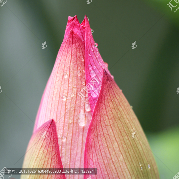 荷花韻味