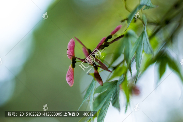 楓葉特寫