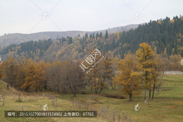 金秋山林