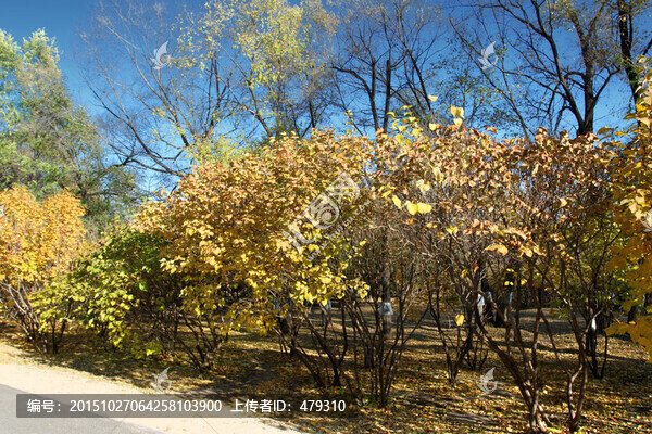 城市深林,公園