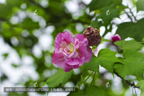 芙蓉花