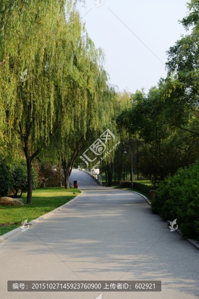 小路,樹木