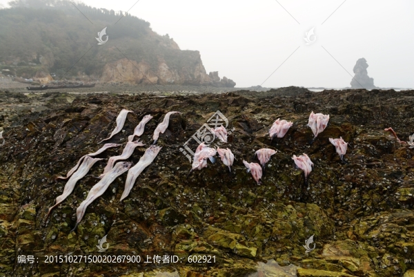 曬魚