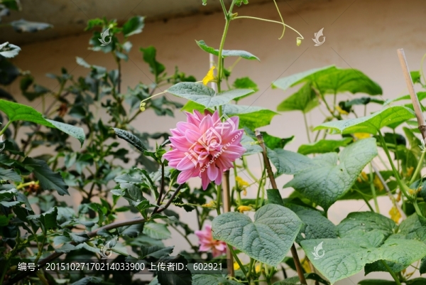 粉色地瓜花