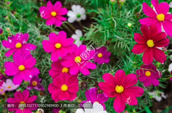 小花朵