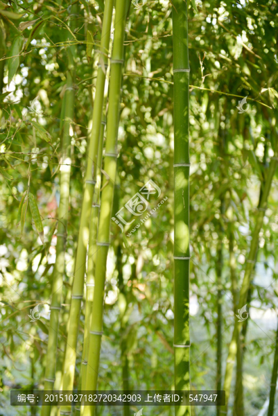 竹林,竹葉,竹子