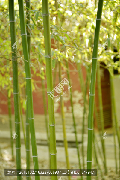 竹林,竹葉,竹子