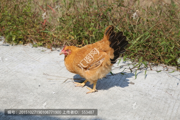 一只母雞