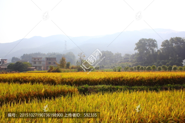 田園秋色