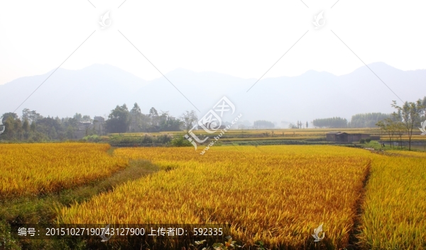 田園秋色