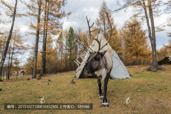馴鹿