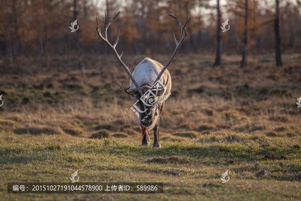 馴鹿