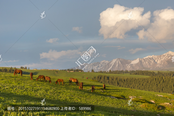 草原雪山風(fēng)光