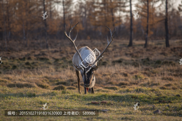 馴鹿