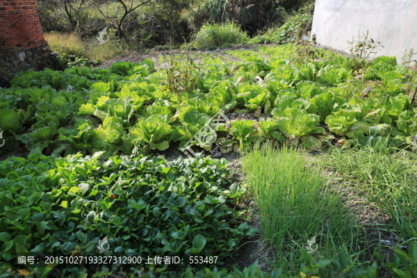 菜園