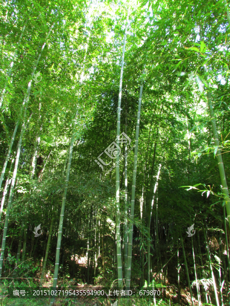 竹林