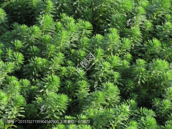 綠色植物