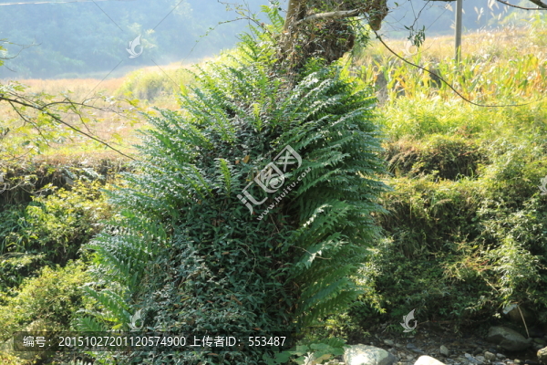 樹上寄生植物