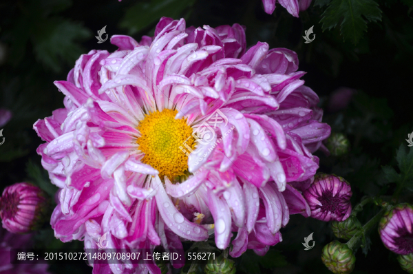 粉菊花