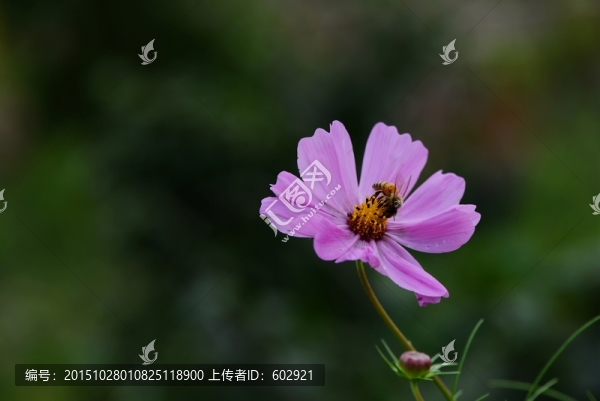 花,蜜蜂
