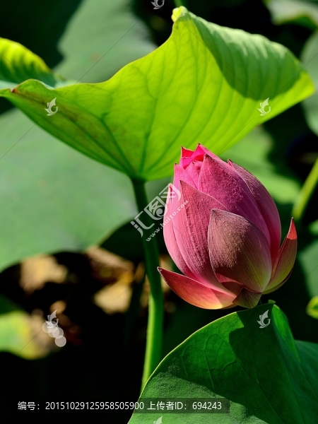 荷花