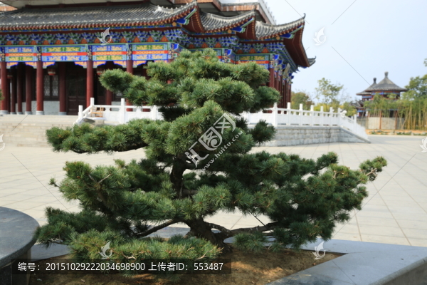 園林景觀樹