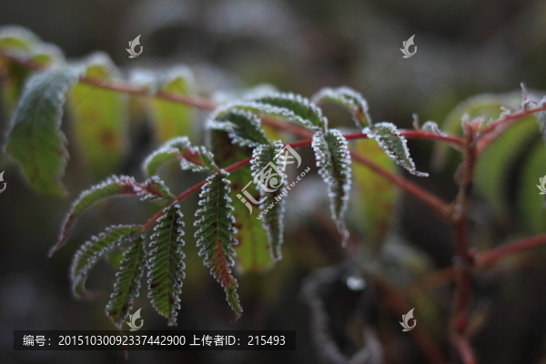 掛霜的葉子