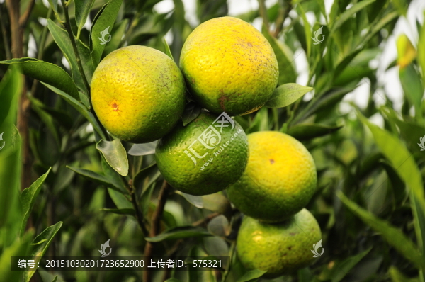 新會(huì)柑