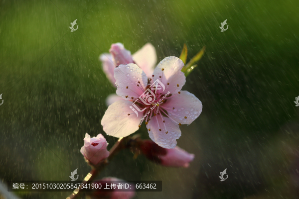 桃花雨