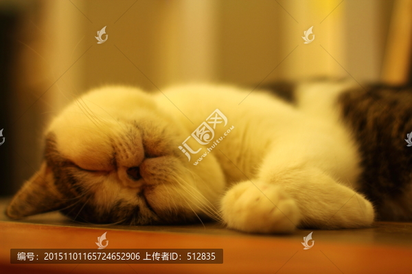 貓咪