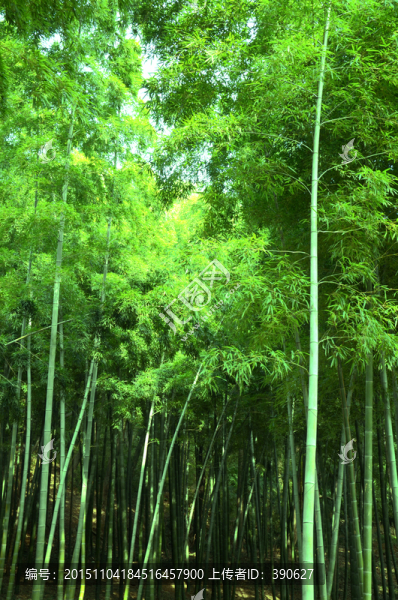 竹林