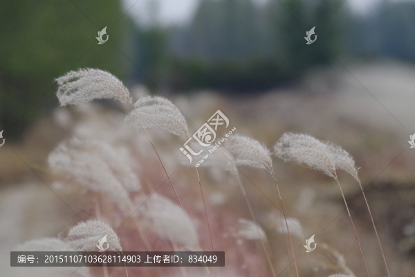 秋韻,野草
