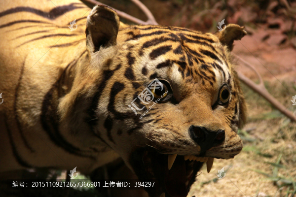 老虎