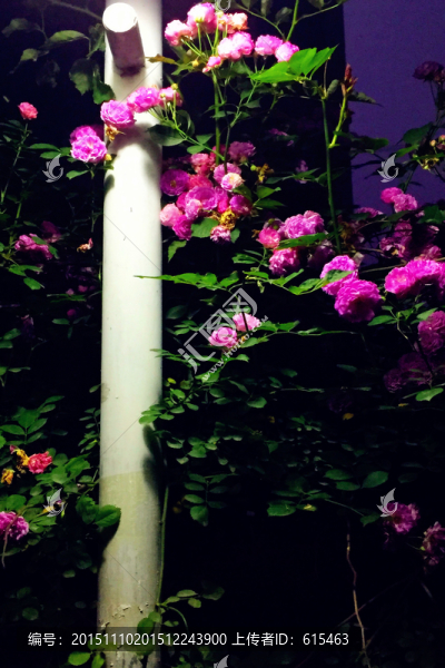 夜色薔薇