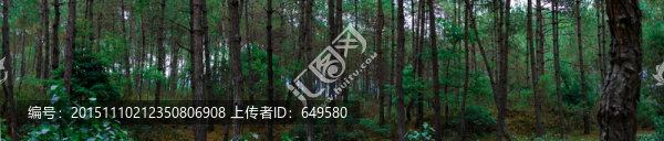 樹林
