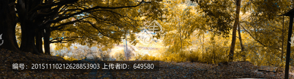 林蔭小道（秋）