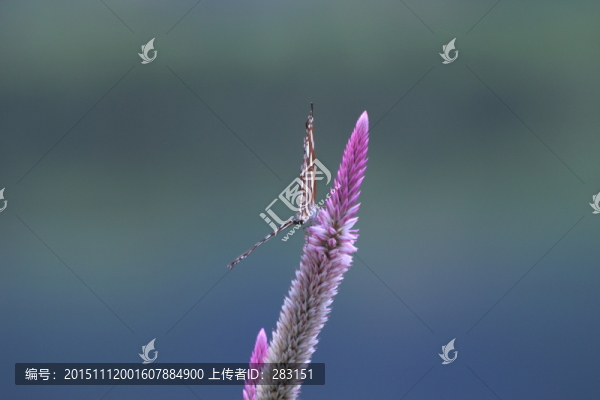 蝶戀花
