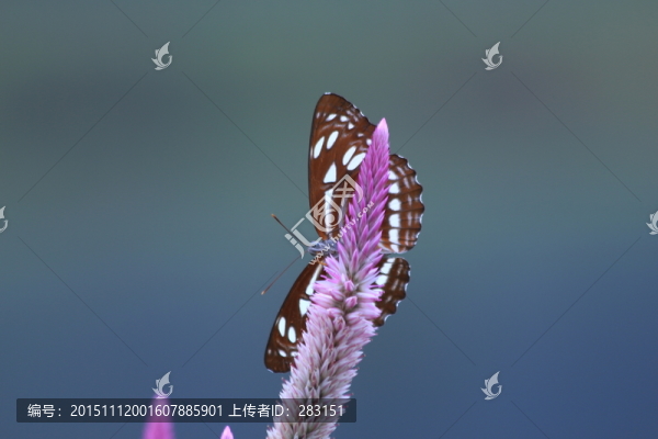 蝴蝶特寫