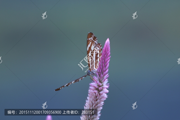 蝶戀花