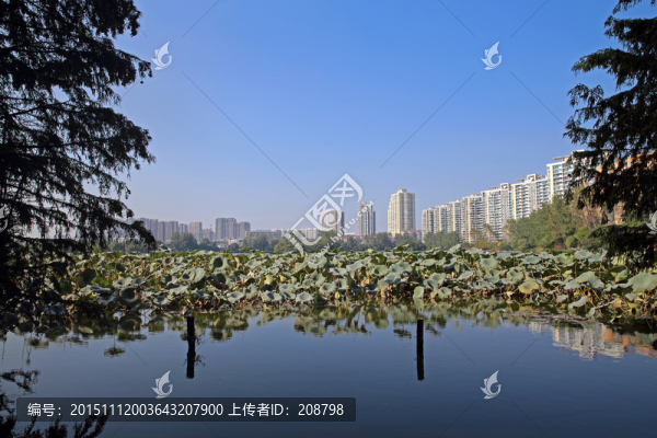 荷塘景色