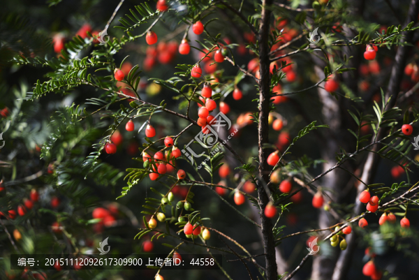 紅豆杉果實