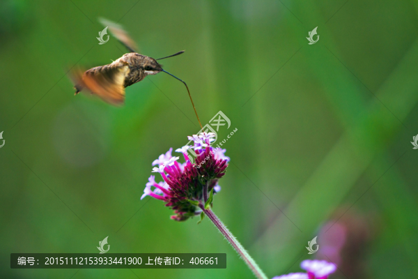 長喙蜂蛾