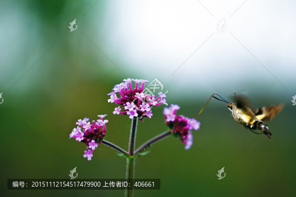 長(zhǎng)喙蜂蛾