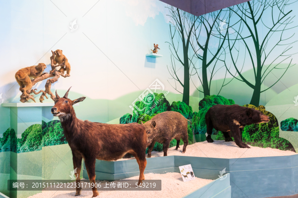 動物標本