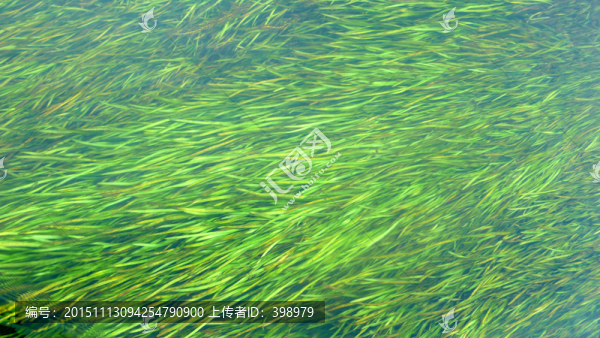 水草